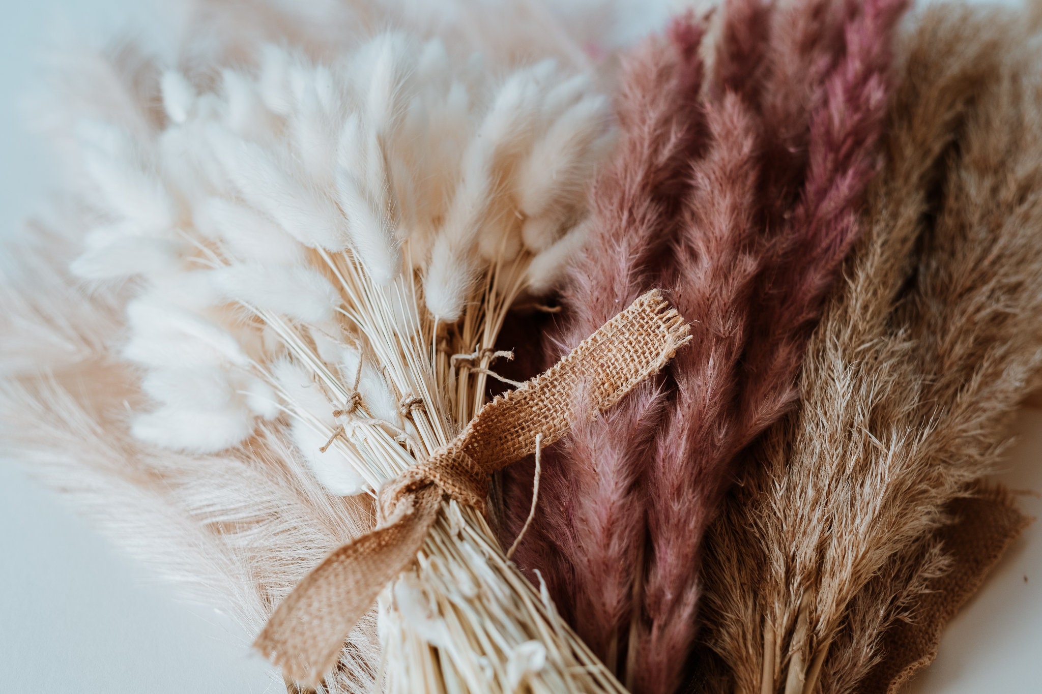 Dried Florals Bunny Tails Lagurus Grass 50100 Stems Etsy