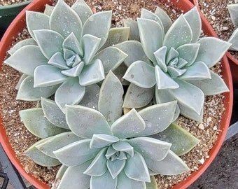 6" Graptopetalum paraguayense | ghost plant|Mother of pearl
