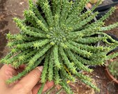 6 quot - 8 quot Medusa Head Plant (Euphorbia Flanaganii )