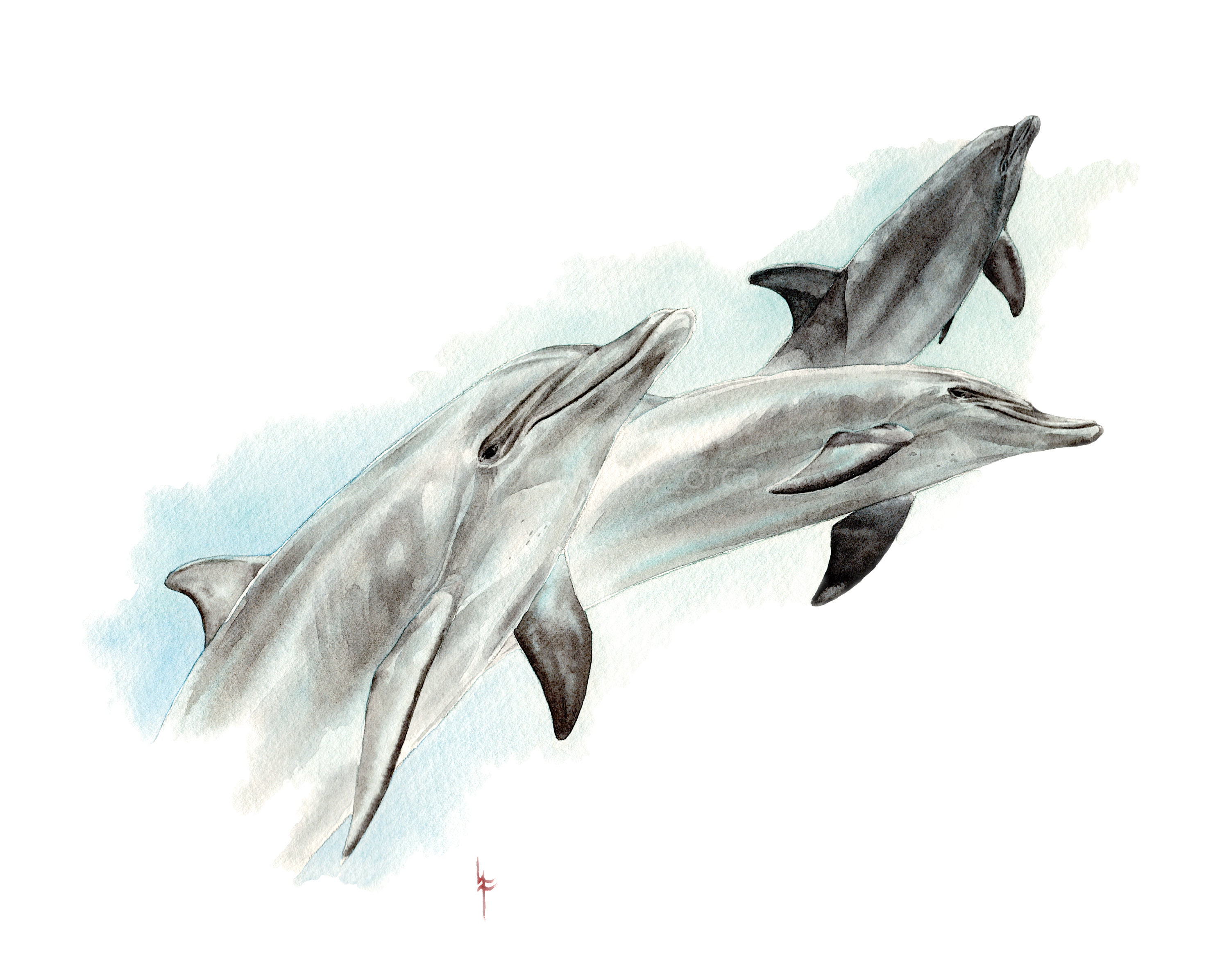 Bottlenose Dolphins Watercolor Art Print Illustration 8x10 - Etsy