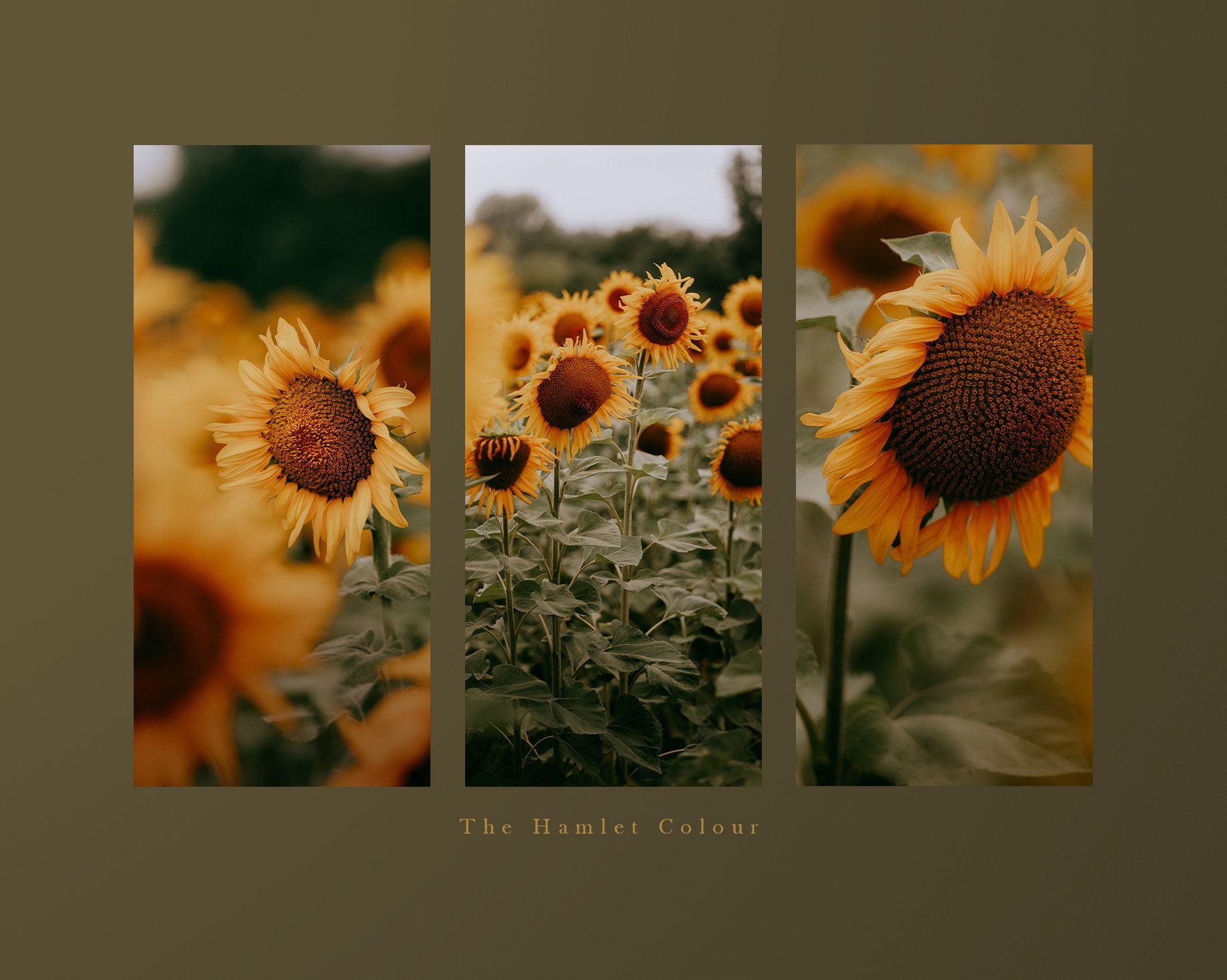 Sunflower Blooms Free Aesthetic Wallpaper Background Wallpaper Image For  Free Download  Pngtree