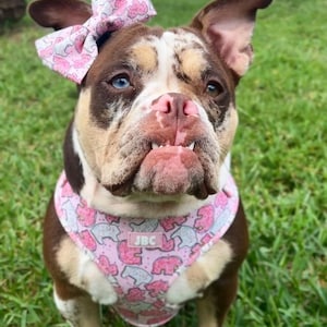 Cute Pink Dog / Cat Adjustable Harness Frosted Animal Cracker  (Matching Leash, Collar, Poo Bag and Bow Tie Available)