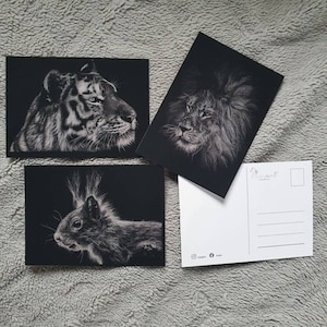 Postkarten schwarze Edition soft und matt. Eichhörnchen postkarte. Löwe Postkarte. Tiger Postkarte