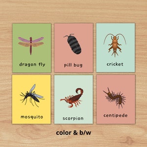 Tarjetas didácticas de ESL de insectos y bichos, tarjetas ilustradas para juegos de conversación en inglés/SPED/ELL/habla, biología, recurso de vocabulario de aprendizaje divertido
