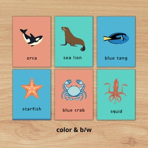 Flashcards de vocabulário de animais marinhos imprimíveis em PDF, 32 cartões de imagem oceanográfica para jogos de conversação ESL/SPED/fala, diversão e aprendizagem
