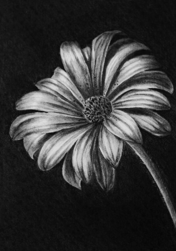 Charcoal Drawings Of Flowers