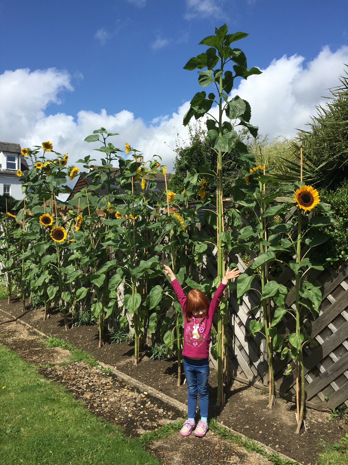Giant Sunflower Seeds x 15 Non GMO Grow up to 4 metres 13 Etsy