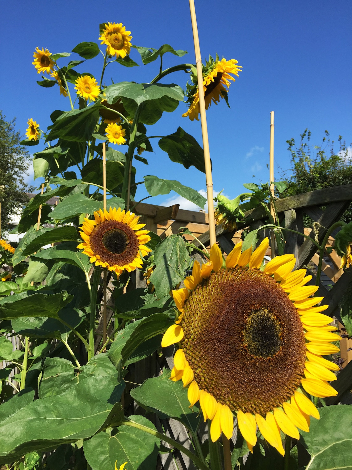 Giant Taiyo Sunflower Seeds x 15 Non GMO Large Etsy