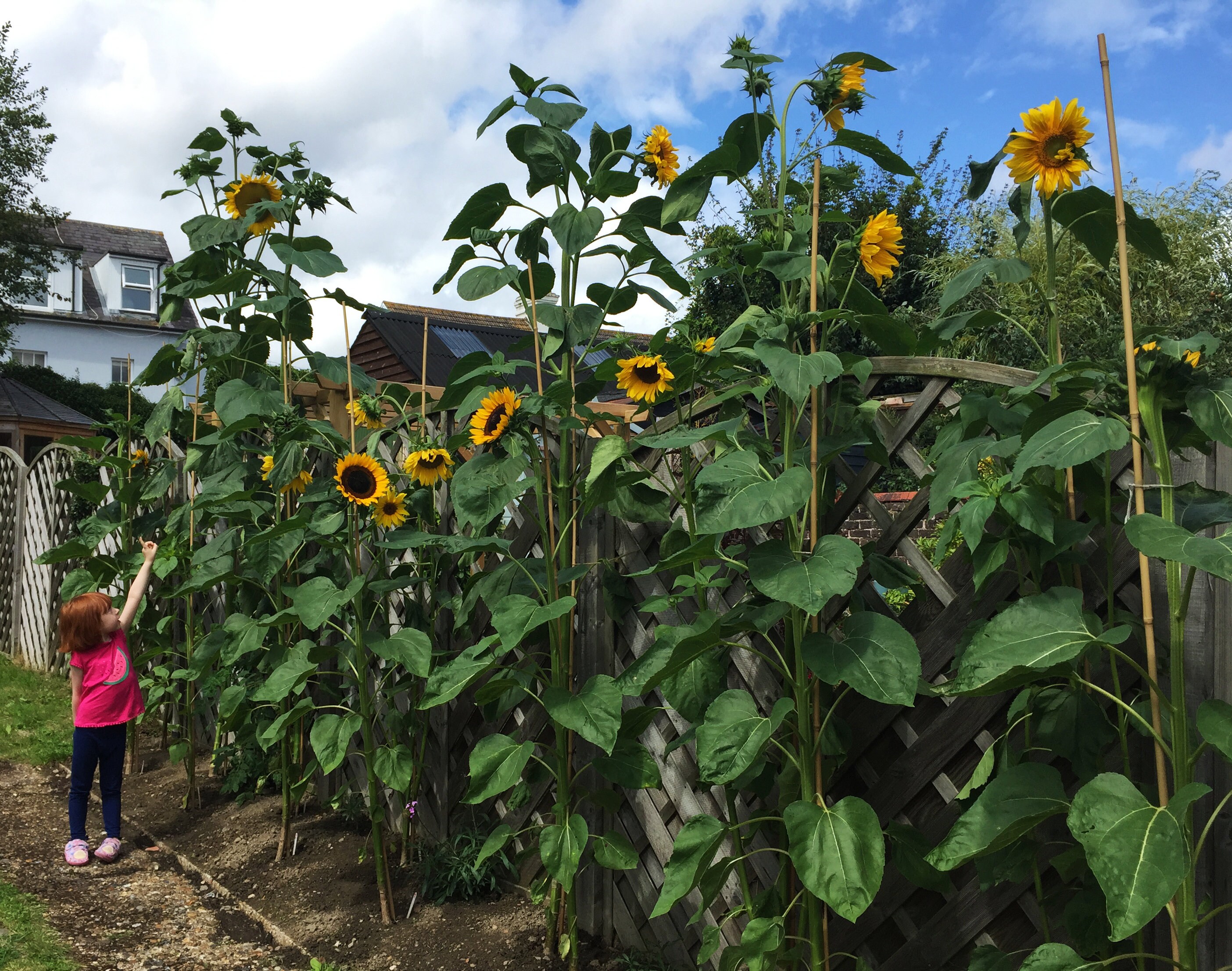Giant Sunflower Seeds x 15 Non GMO Grow up to 4 metres 13 Etsy