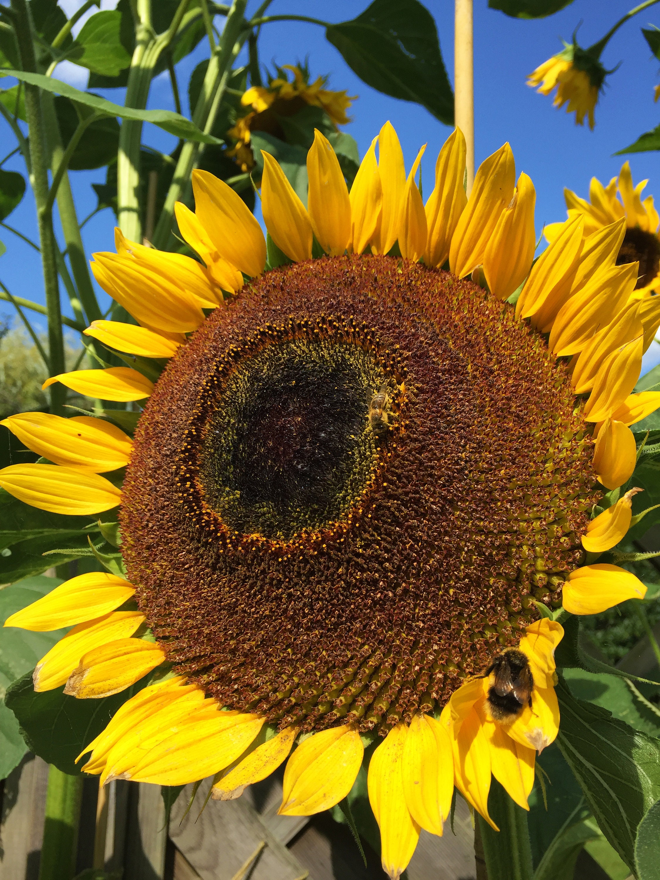 Giant Taiyo Sunflower Seeds x 15 Non GMO Large Etsy