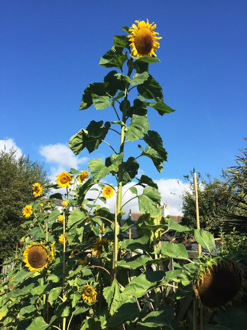 Giant Sunflower Seeds x 15 Non GMO Grow up to 4 metres 13 Etsy