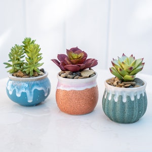 Peut inclure: Trois petites plantes grasses en pot dans des pots en céramique de différentes couleurs. Les plantes grasses sont vertes et rouges, et les pots sont bleus, orange et verts.