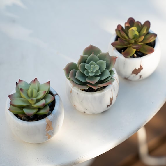 succulent mug Cactus Pattern
