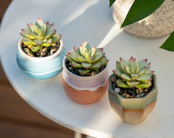 1 Topf – Mini-Kunstsukkulente im glasierten Keramiktopf, künstliche Sukkulente als Schreibtischdekoration, Mini-Kunstsukkulente im Topf für Zuhause und Büro