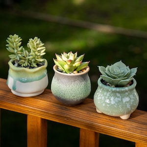 May include: Three small ceramic succulent planters in shades of green and white sit on a wooden railing. The plants have varying textures and colors, with one featuring a light green rosette. The pots have unique shapes and finishes.