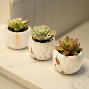 May include: Three small succulent plants in white marble-effect pots with gold detailing. The succulents have green and reddish-brown leaves. The round pots have a distressed finish and sit on a white surface.