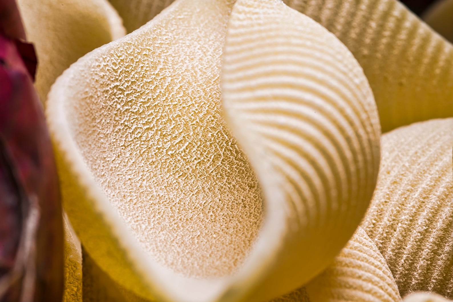 Pasta 1 Wall Art Fine Art Food FP021 Etsy