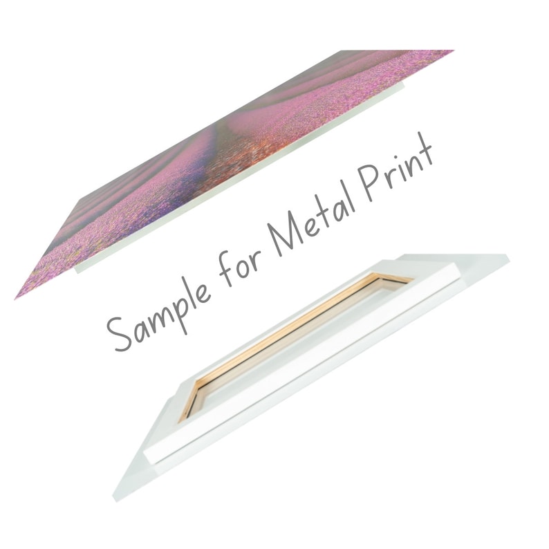 May include: Angled view of a metal print with a lavender field image. The print is displayed with a white frame and backing. The text "Sample for Metal Print" is written in gray.