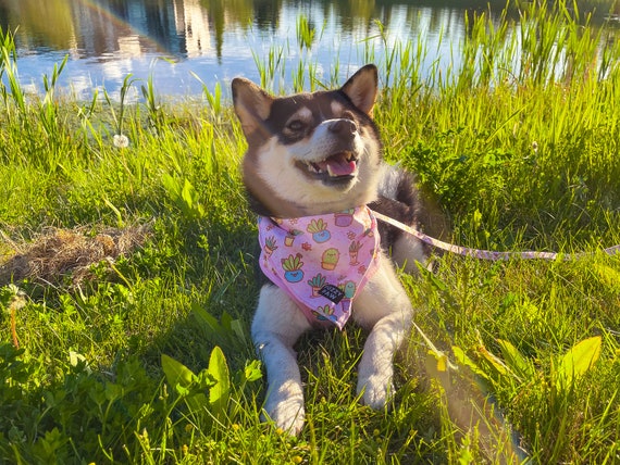 Cactus dog bandana online