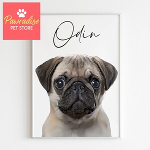 May include: A framed portrait of a pug dog named Odin. The dog has a tan and black coat with large, expressive eyes. The name "Odin" is written in cursive above the dog's head. The Pawradise Pet Store logo is in the upper left corner.