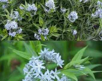 Amsonia Etsy