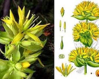 Gentiana lutea Great Yellow Gentian Marsh GENTIAN 1927 Beautiful European CENATAURY SPRING Gentian Original Antique Chromolithograph