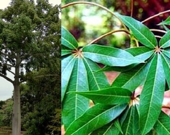 Silk Cotton Tree Etsy