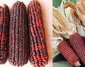 Heriloom Corn Seeds 50 Bloody Butcher Corn Seeds Vibrant Red Indian Corn Home Hobby Gardening Plants Fontane Physio De