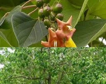 Gmelina Arborea Etsy