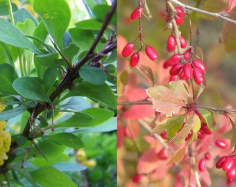 Berberis Seeds Etsy