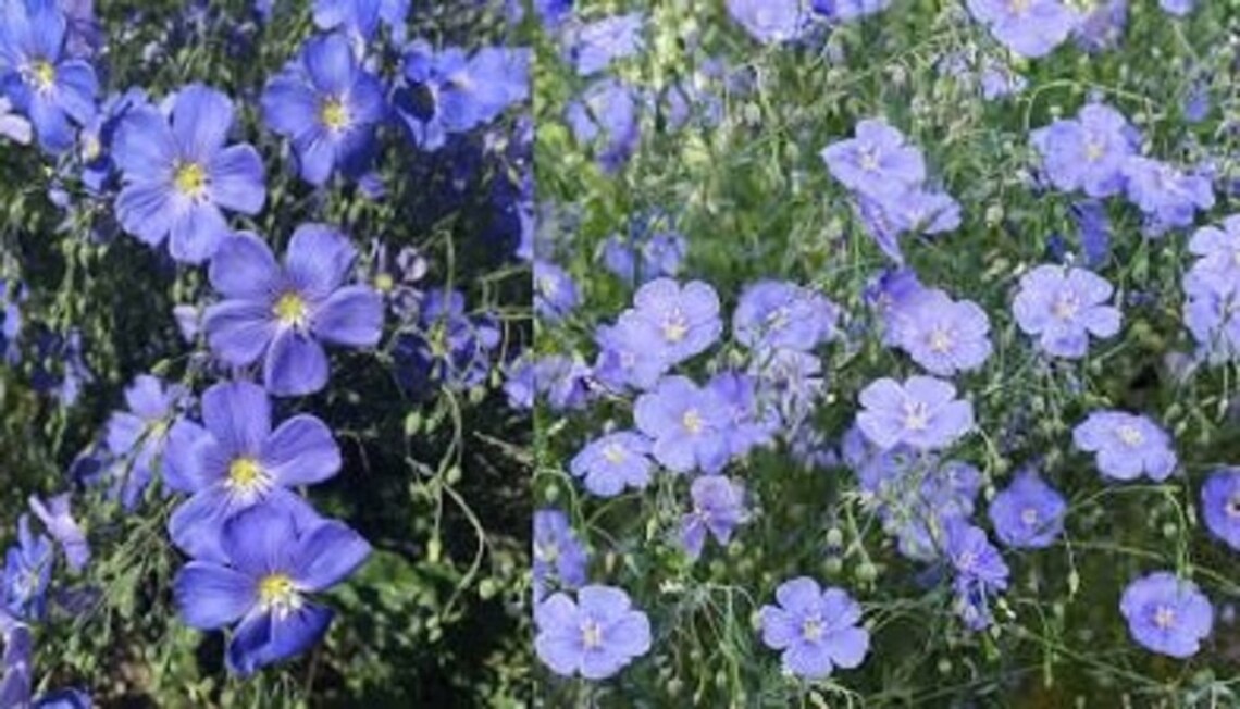 Flax Blue bulk wholesale seeds for planting Linum perenne Etsy