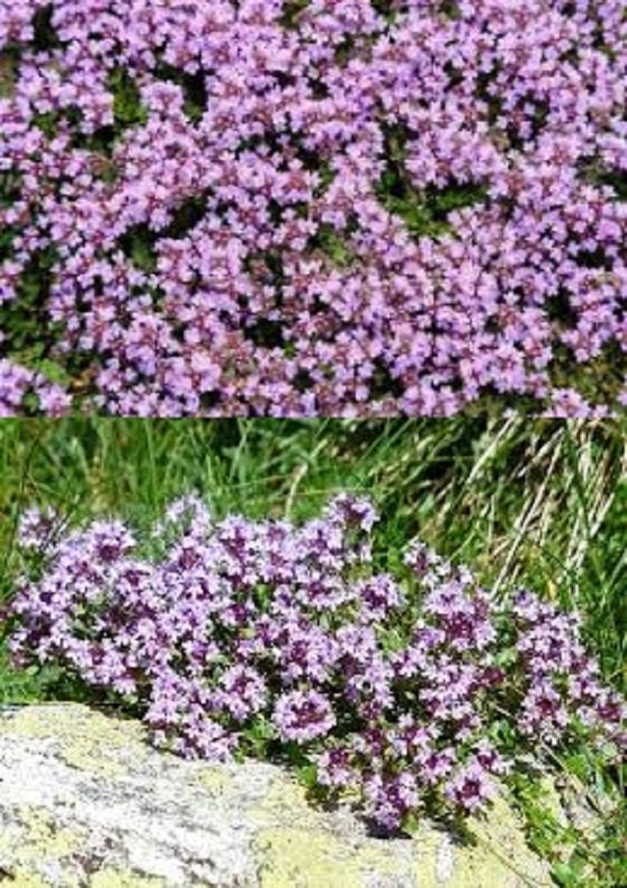 Thymus serpyllum bulk wholesale seeds for planting Creeping Etsy