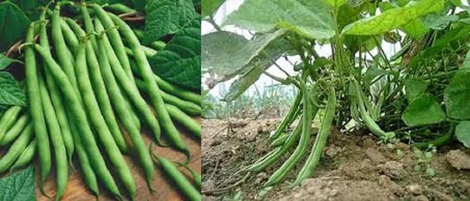 Provider Green Bush Bean 1/4 oz seeds for planting Bean Etsy
