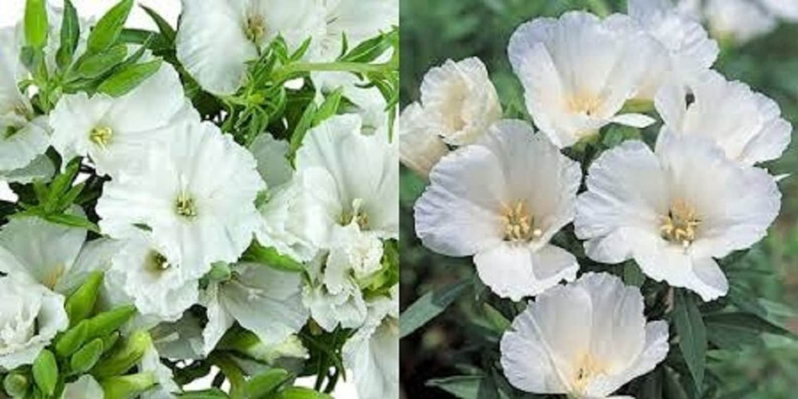 Godetia White bulk wholesale seeds for planting Clarkia Etsy
