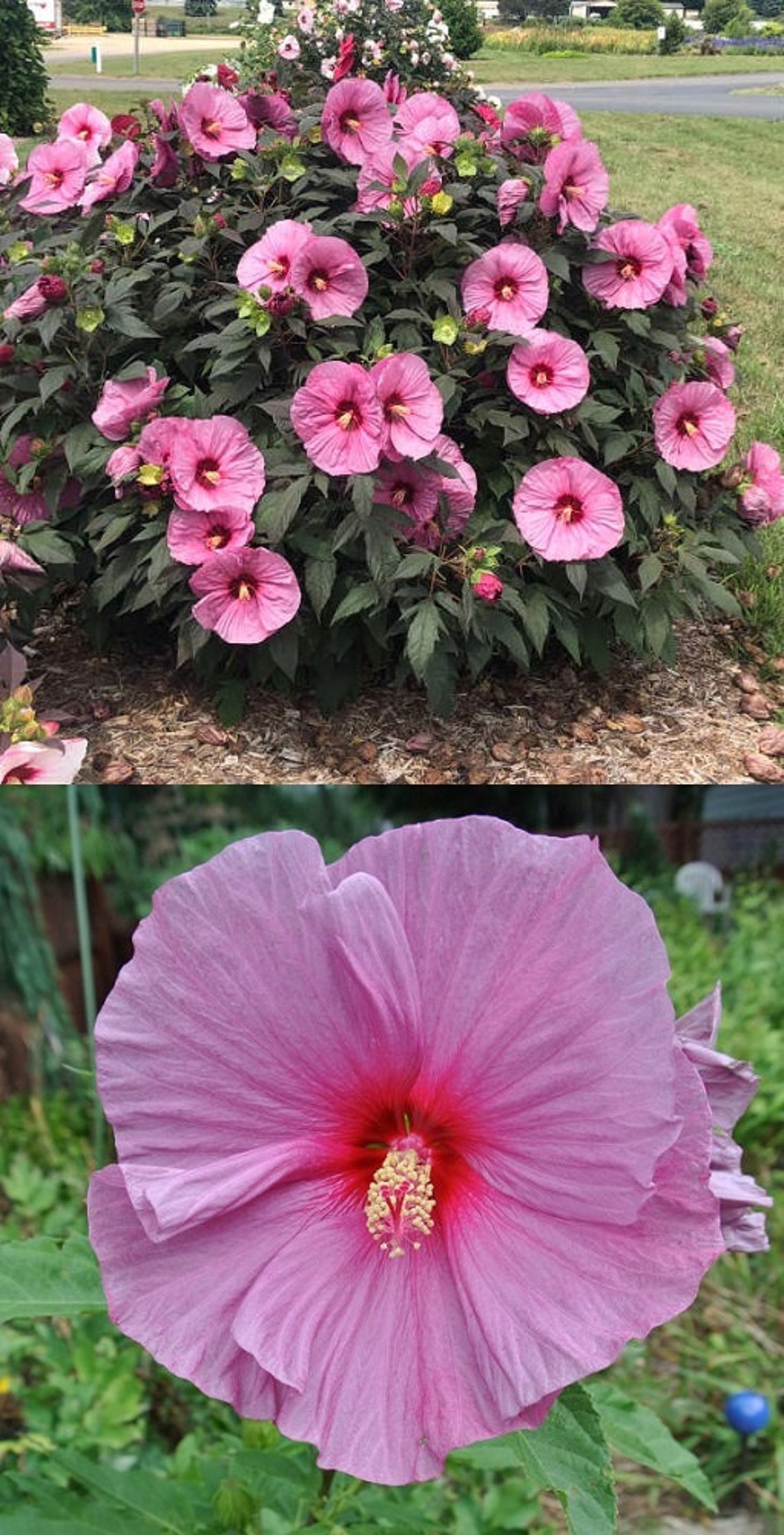 Hibiscus moscheutos var. palustris Pink bulk wholesale seeds Etsy