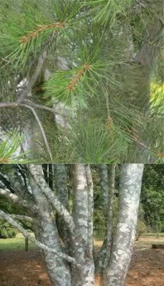 Buy Pinus Bungeana Tree Seeds Plant White Pine For Chinese Bai Pi Song Buy Pinus Bungeana Tree Seeds Plant White Pine For Chinese Bai Pi Song
