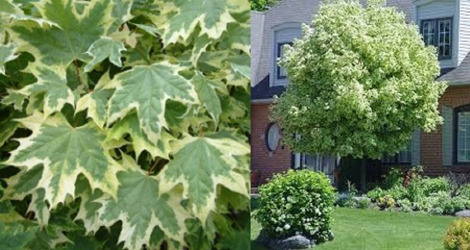 drummond red maple drummond red maple