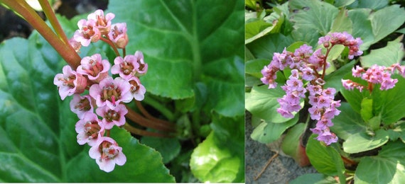 Bergenia Crassifolia Pacifica Bulk Wholesale Seeds For Etsy