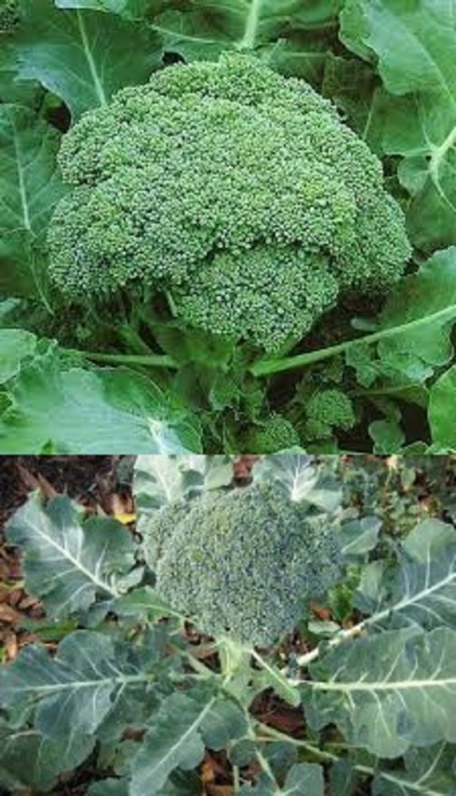 Broccoli Green Sprouting Calabrese 1 gram seeds for planting Etsy