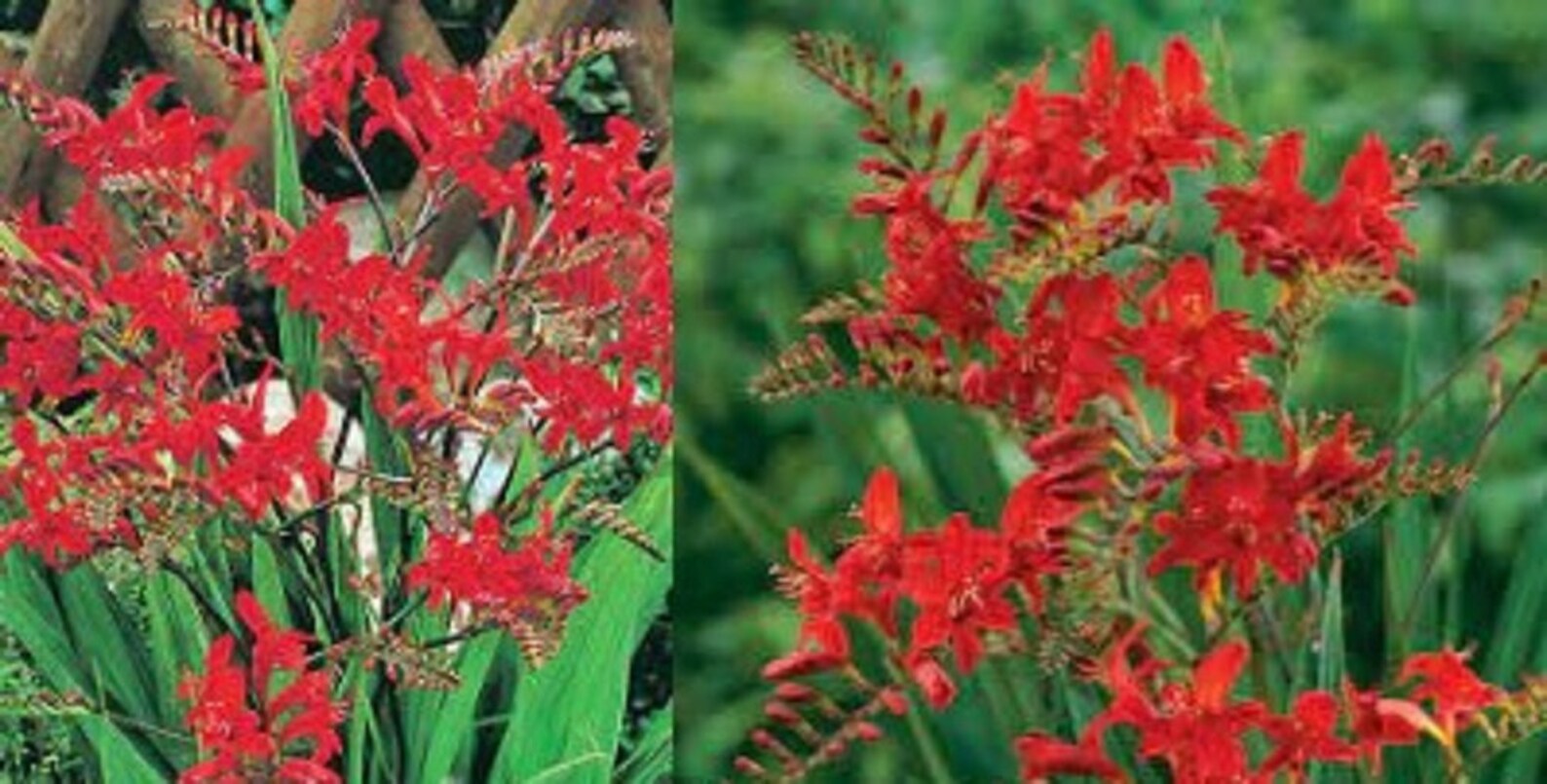 5 bulbs seeds of Crocosmia bulk wholesale seeds for planting Etsy