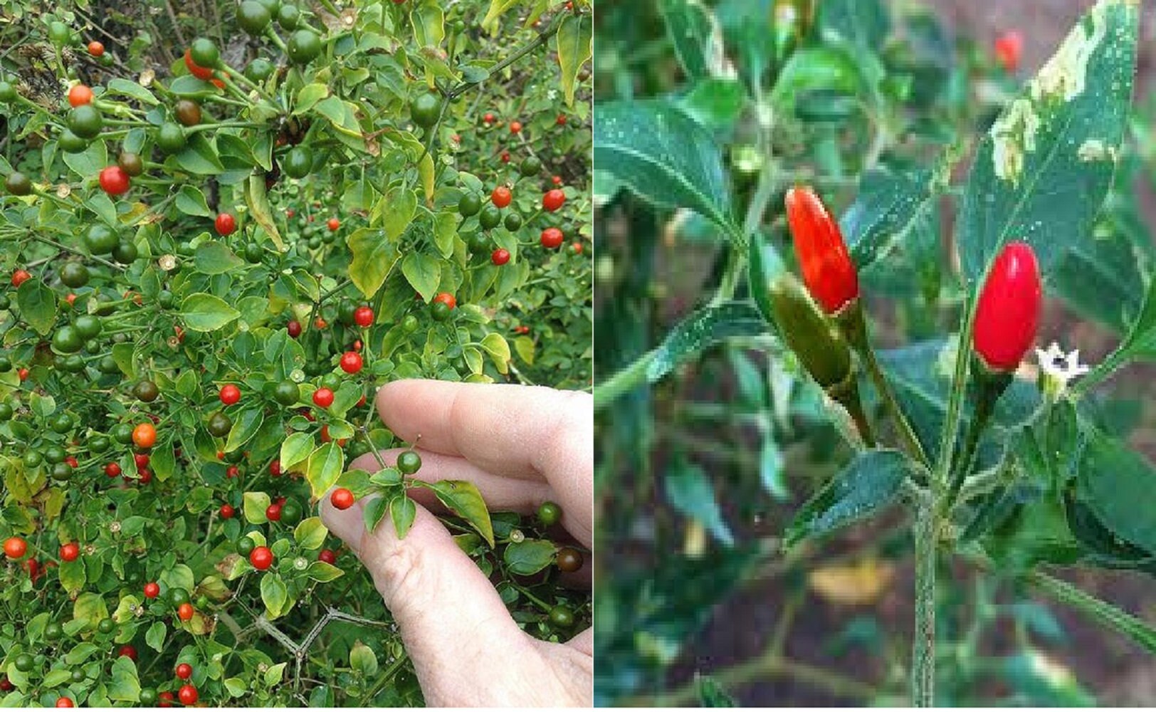 Pepper Hot Chile Piquin seeds for planting 300mg approx 40 Etsy