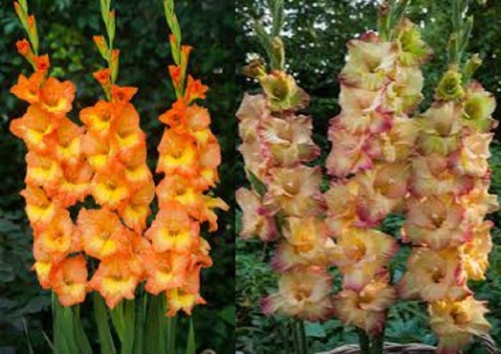 5 bulbs seeds of Gladiolus bulk wholesale seeds for planting Etsy