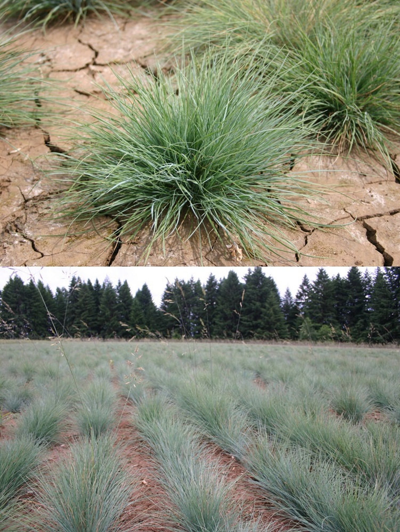 Fescue Roemers bulk wholesale seeds for planting Festuca Etsy