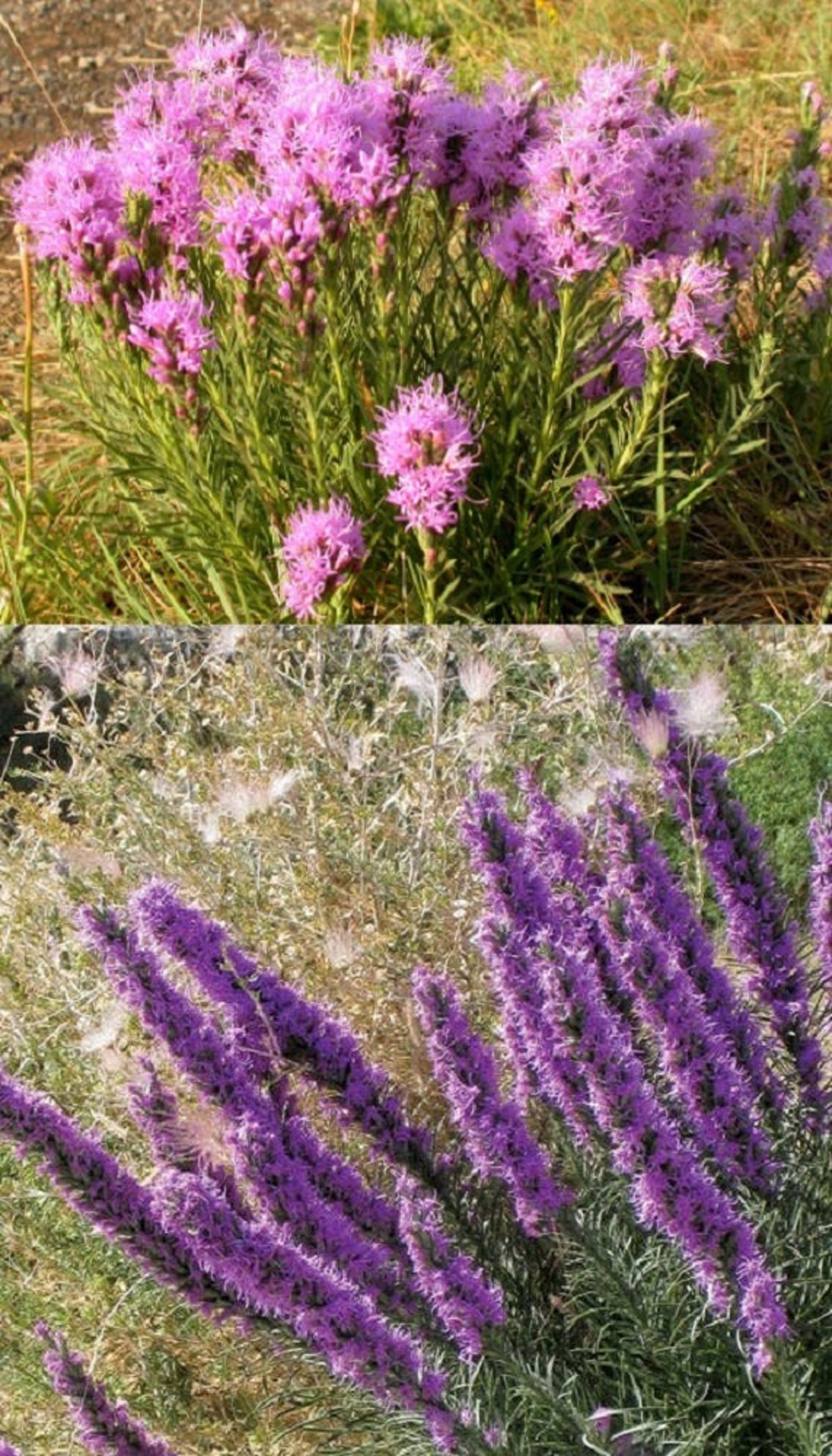 Liatris punctata bulk wholesale seeds for planting Dotted Etsy