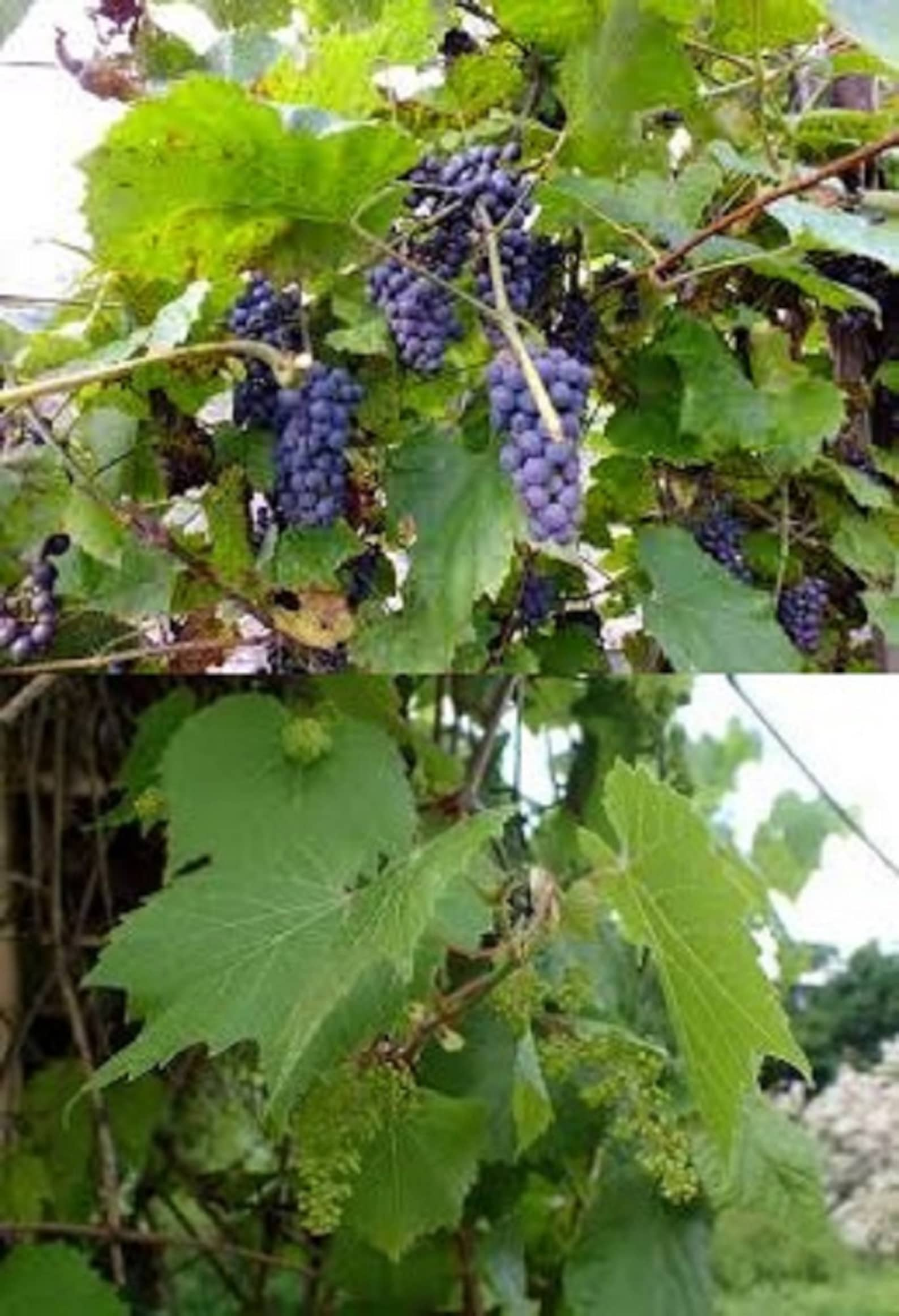 vitis