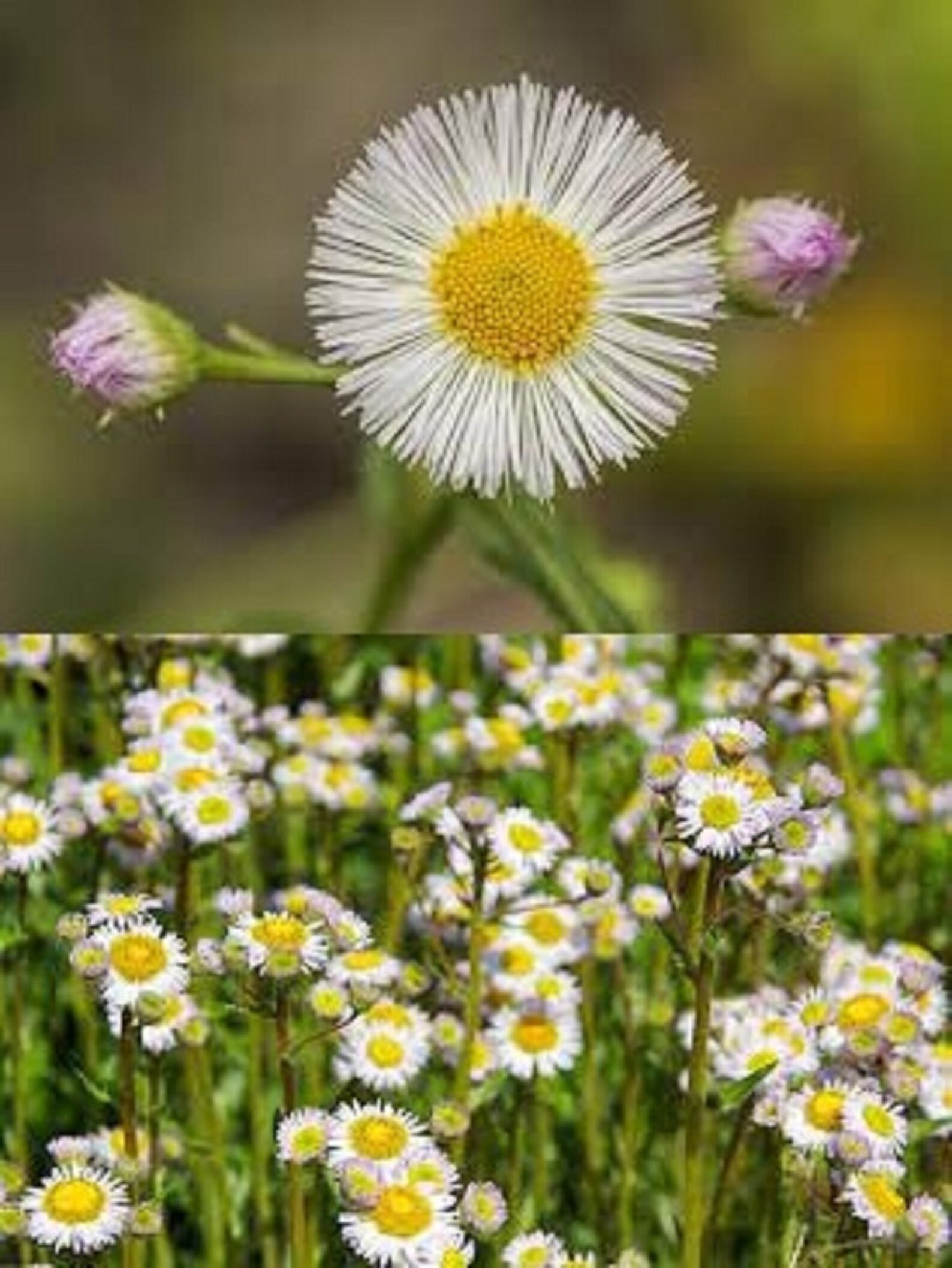 300 seeds of Erigeron pulchellus bulk wholesale seeds for Etsy