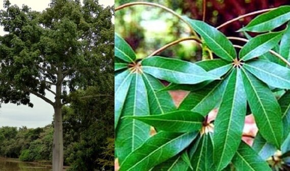 Ceiba Pentandra Bulk Wholesale Seeds For Planting Kapok Silk Etsy
