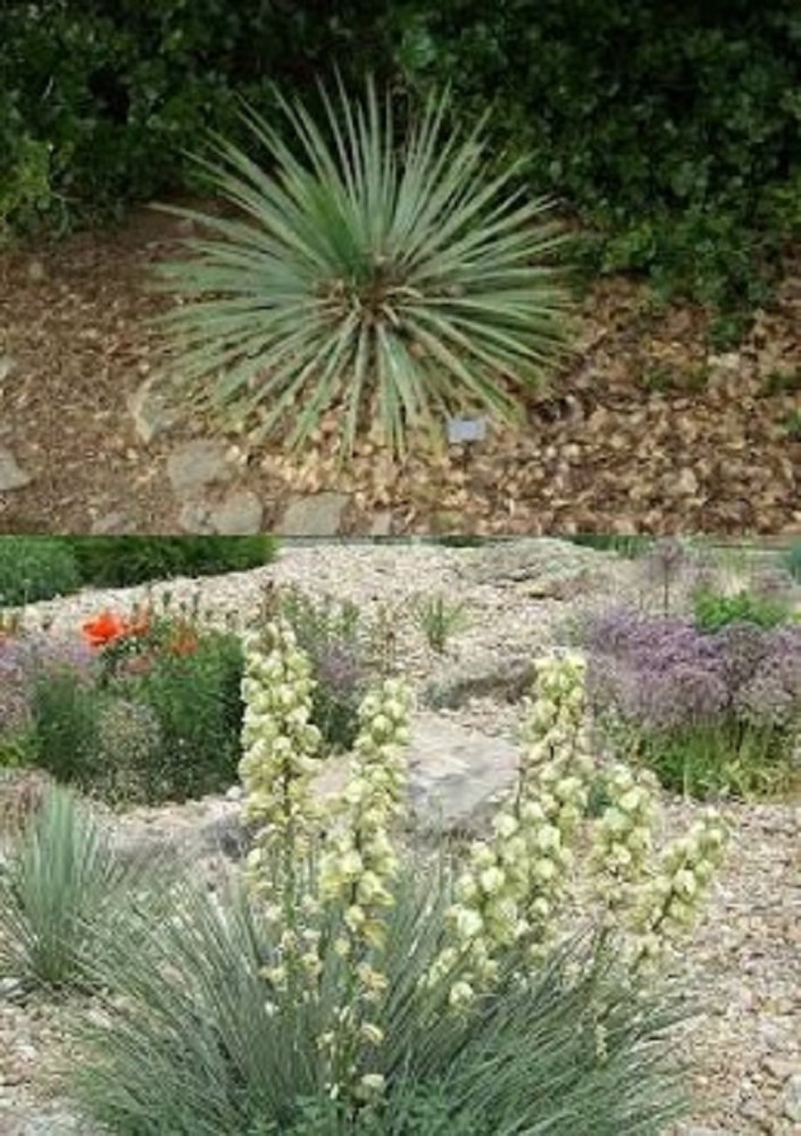 Yucca glauca bulk wholesale seeds for planting small Etsy