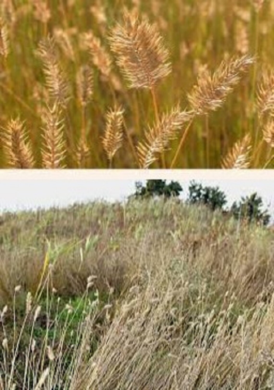 3 pound seeds of Crested Wheatgrass bulk wholesale seeds for Etsy