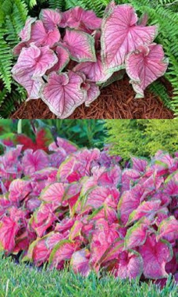 2 bulbs seeds of Caladium bulk wholesale seeds for planting Etsy